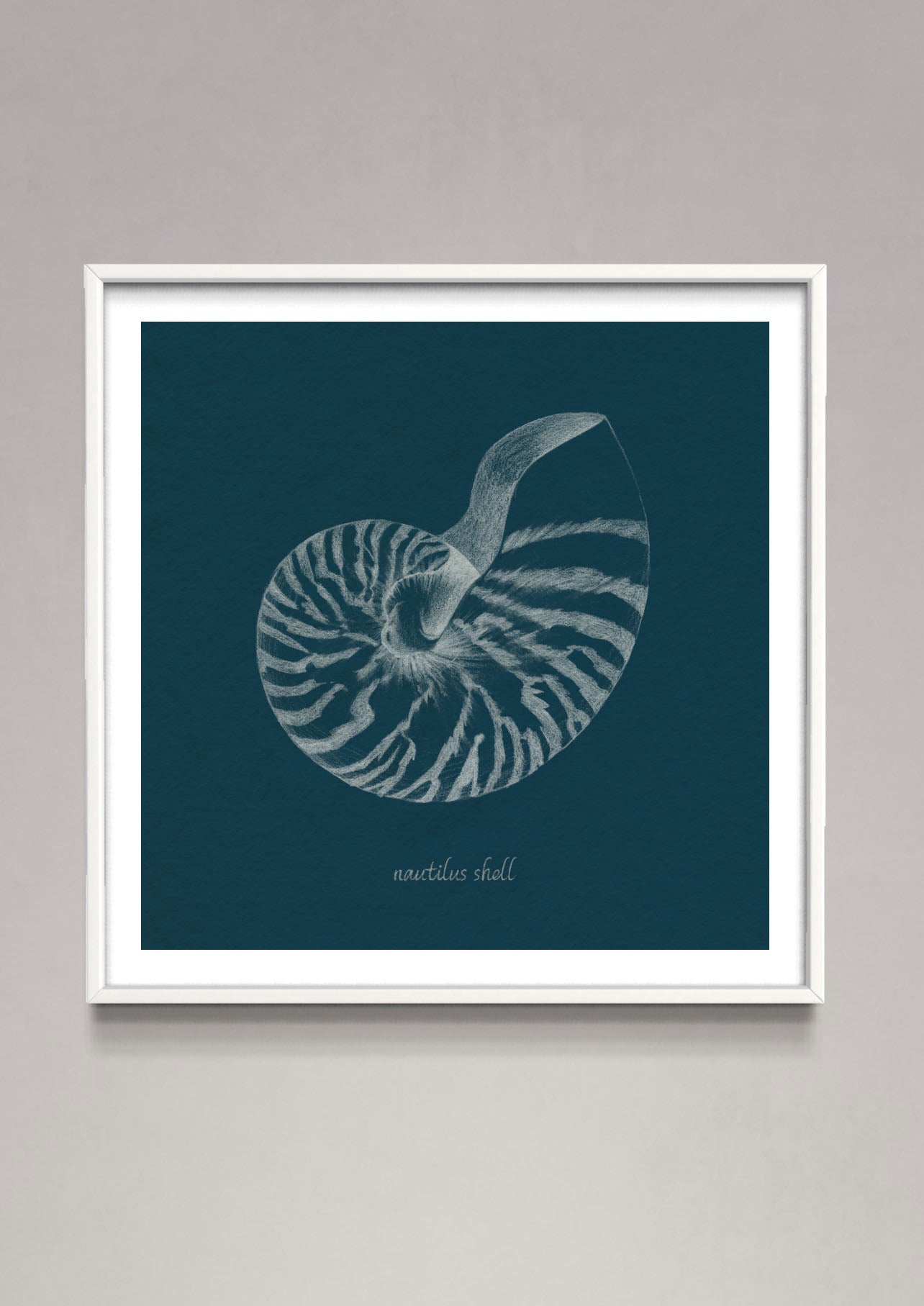 Shell Study on Teal II