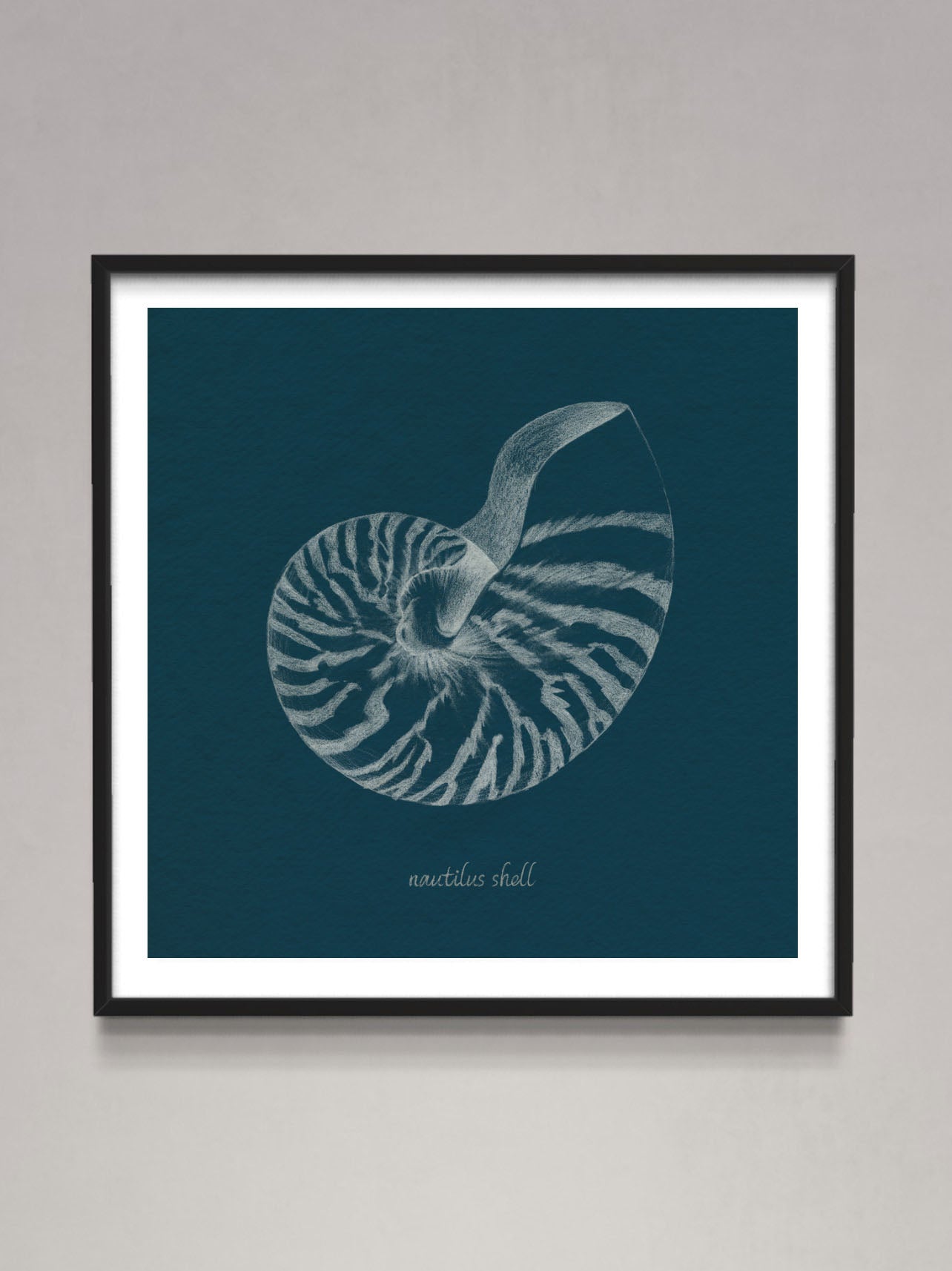 Shell Study on Teal II