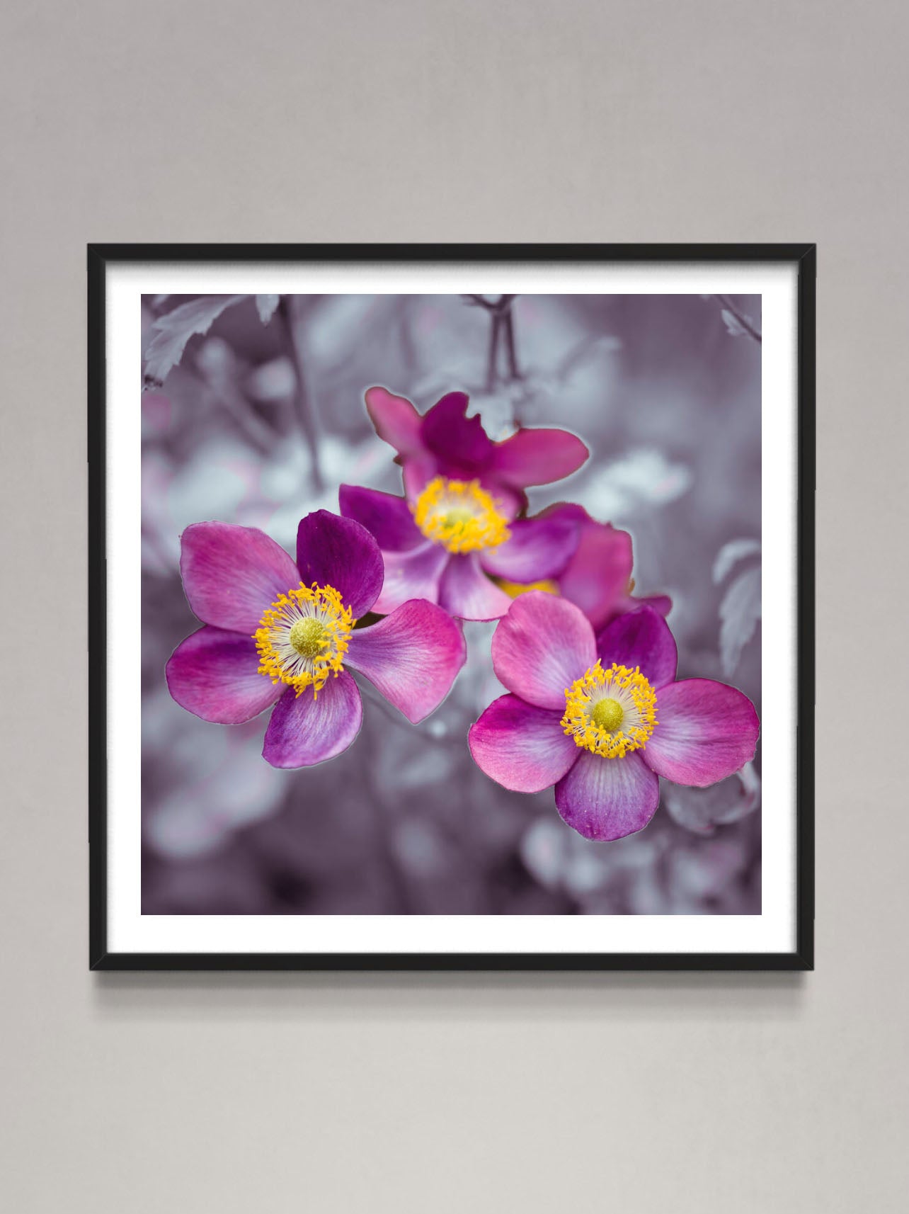 Close-up of Anemone flowers