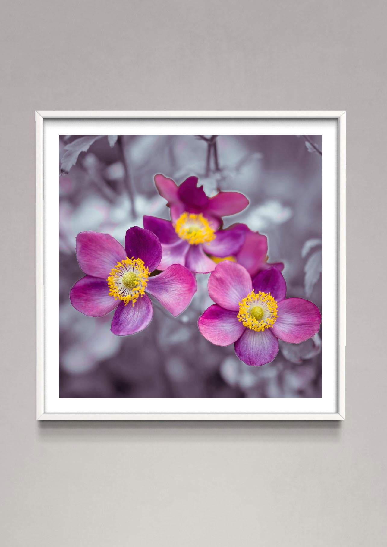 Close-up of Anemone flowers