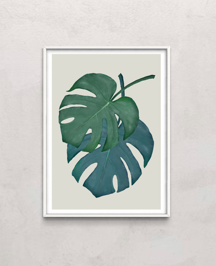 Monstera Aqua 06