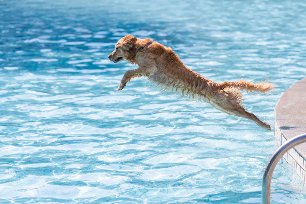 Golden Jump