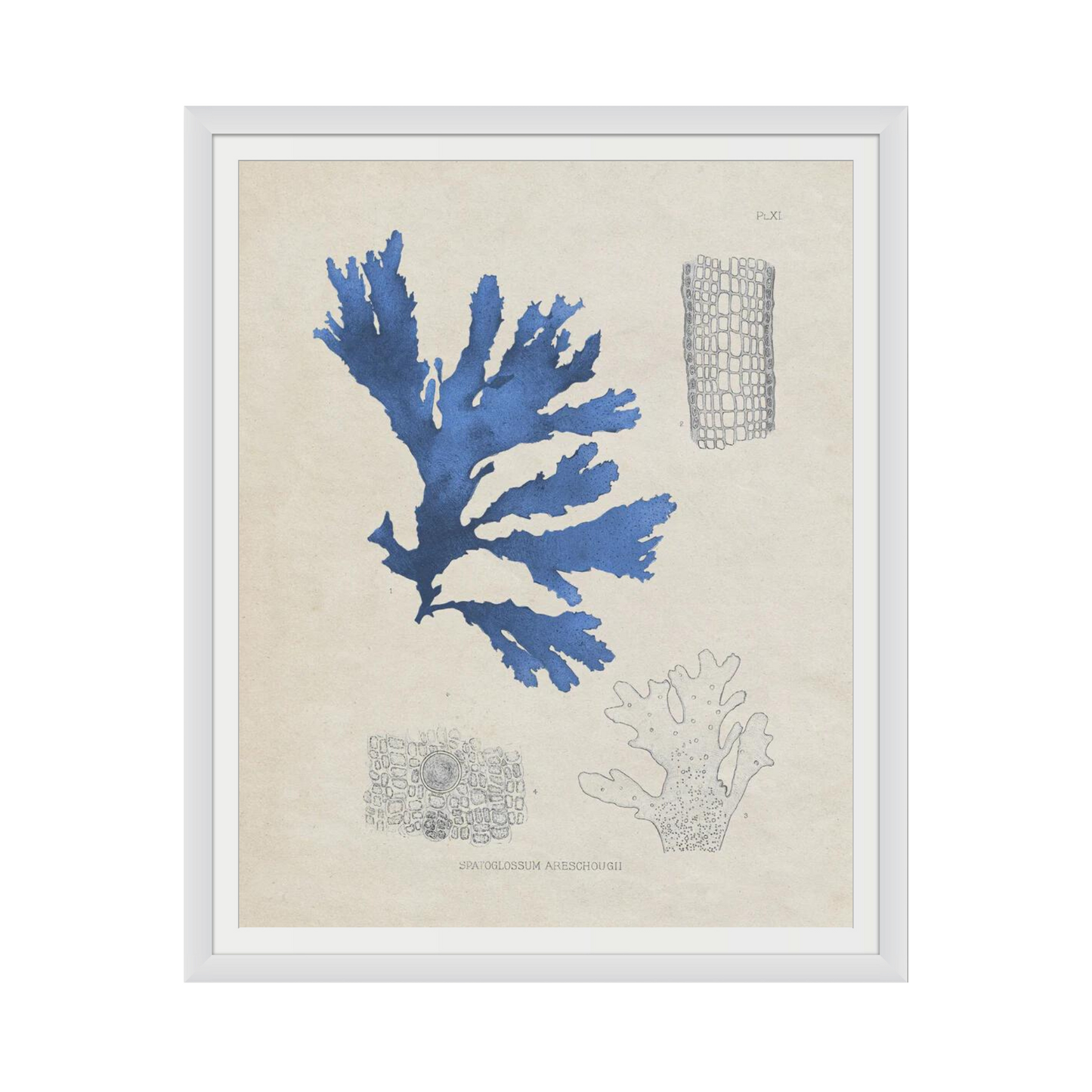 Blue Marine Algae VIII