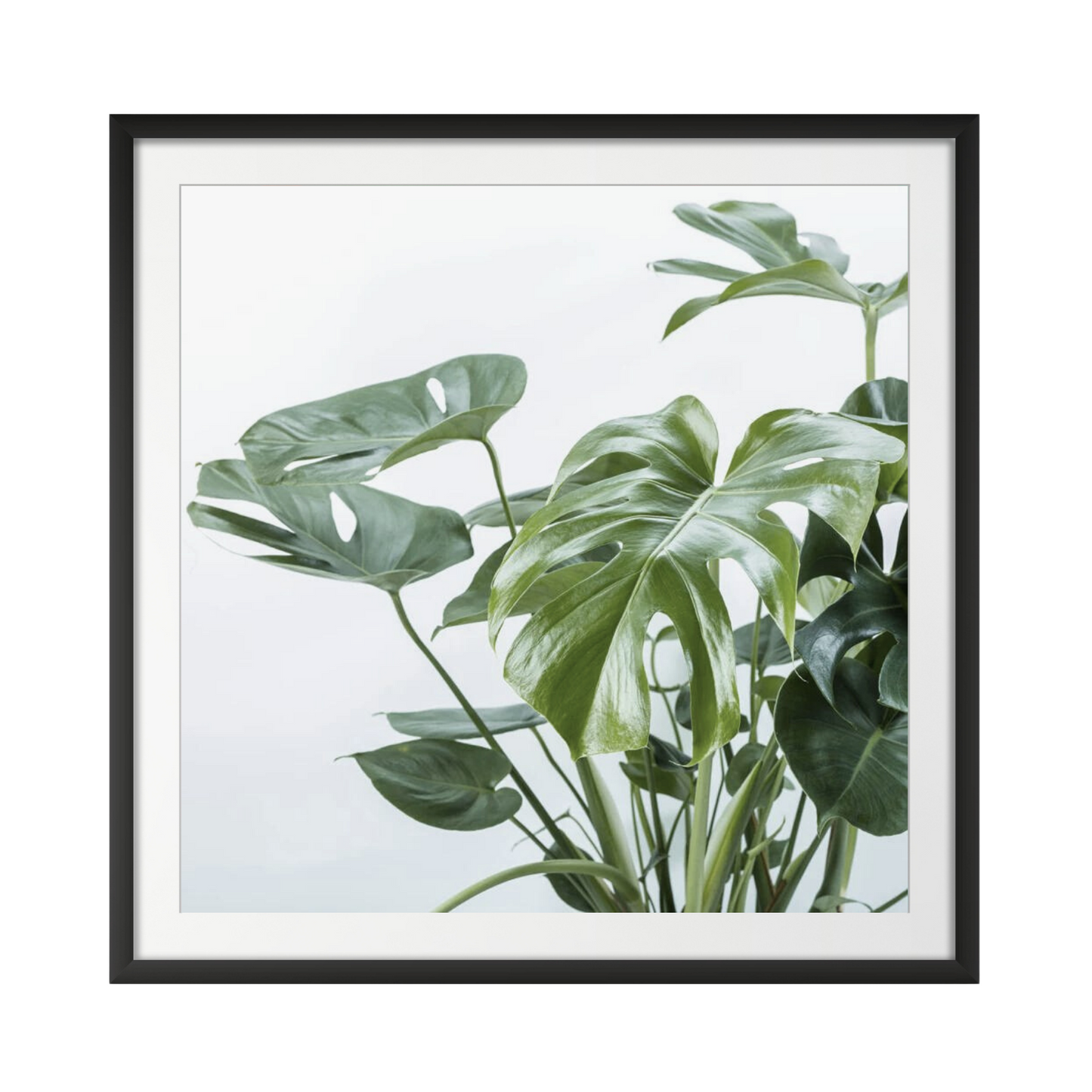 Close-up of a plant on white background