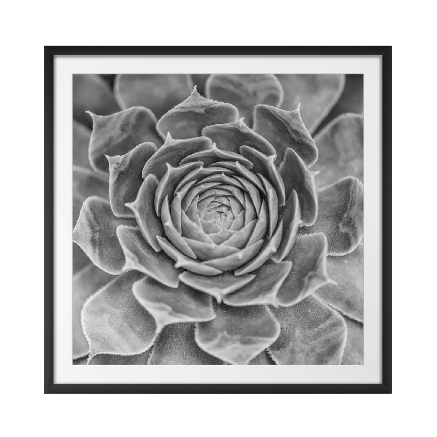 Close-up of Succulent plant