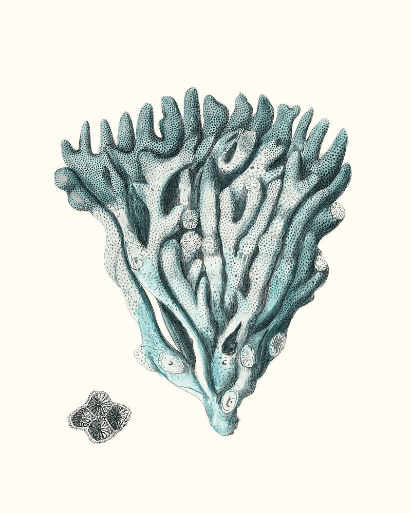 Antique Coastal Coral X
