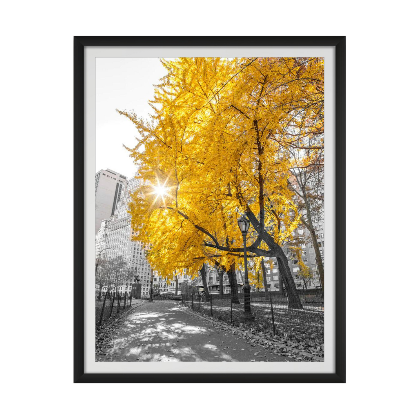 Pathway through Central park, New York City