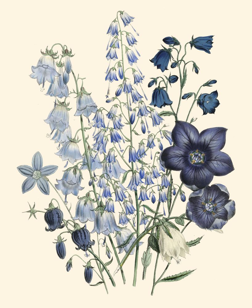 Loudon Florals IV