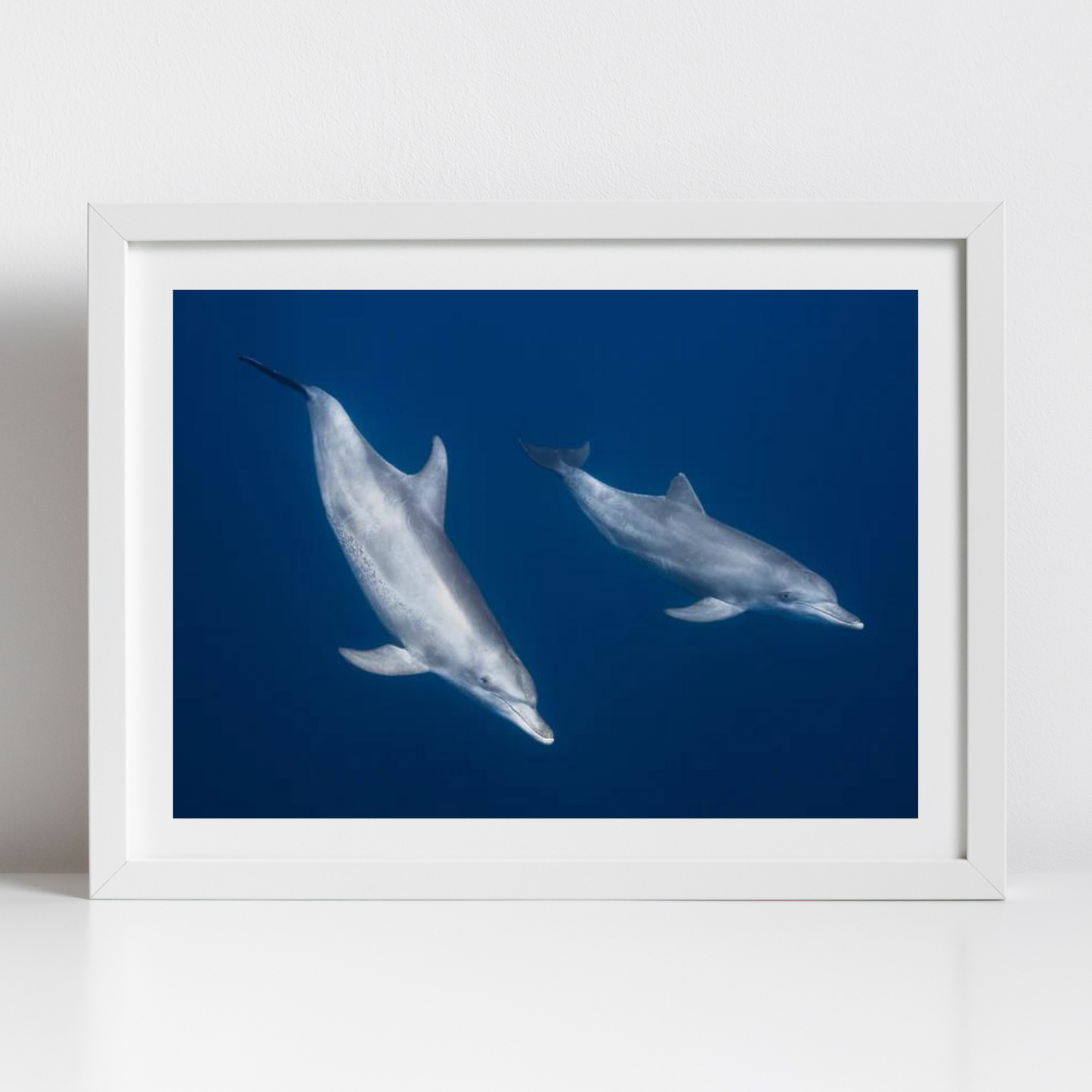 Bottlenose dolphins