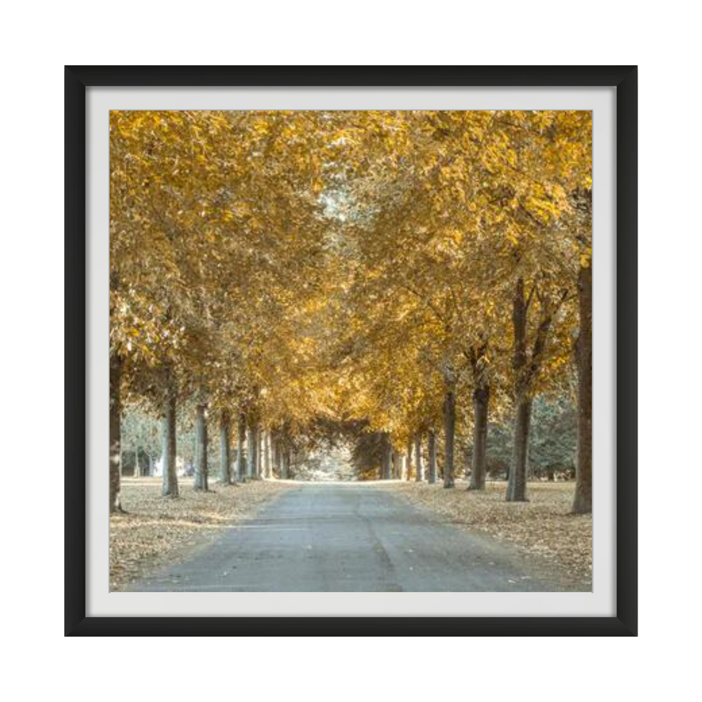 Pathway through trees