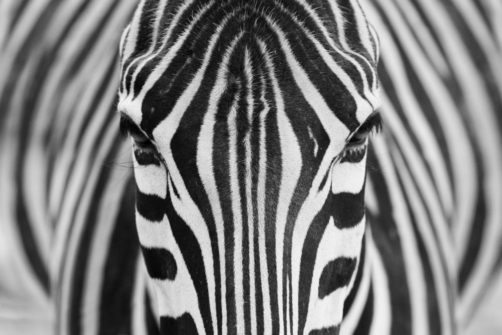 Zepra the Zebra