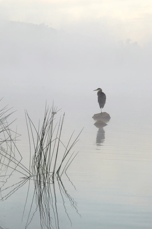 Heron in the morning mist