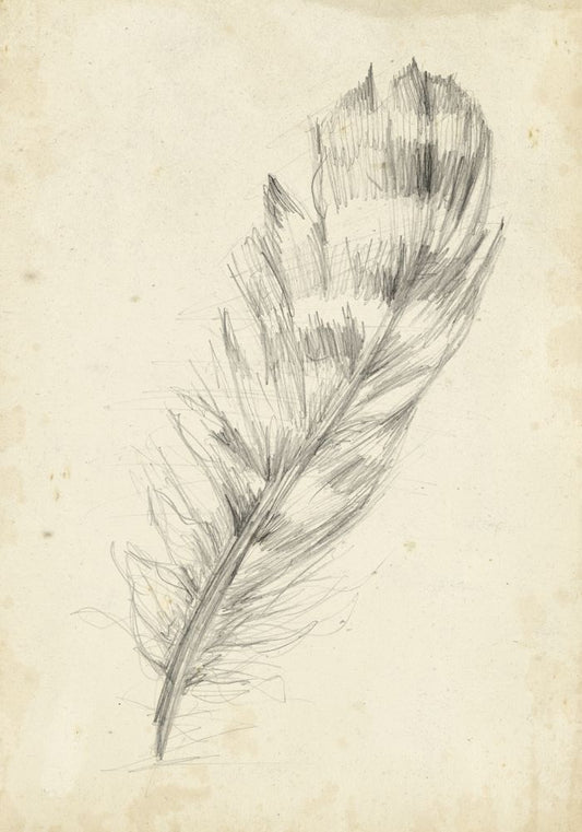 Feather Sketch II
