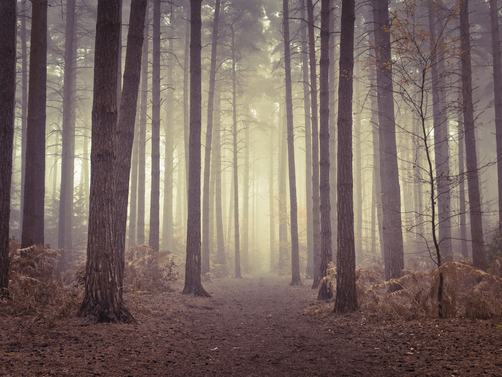 Misty trees