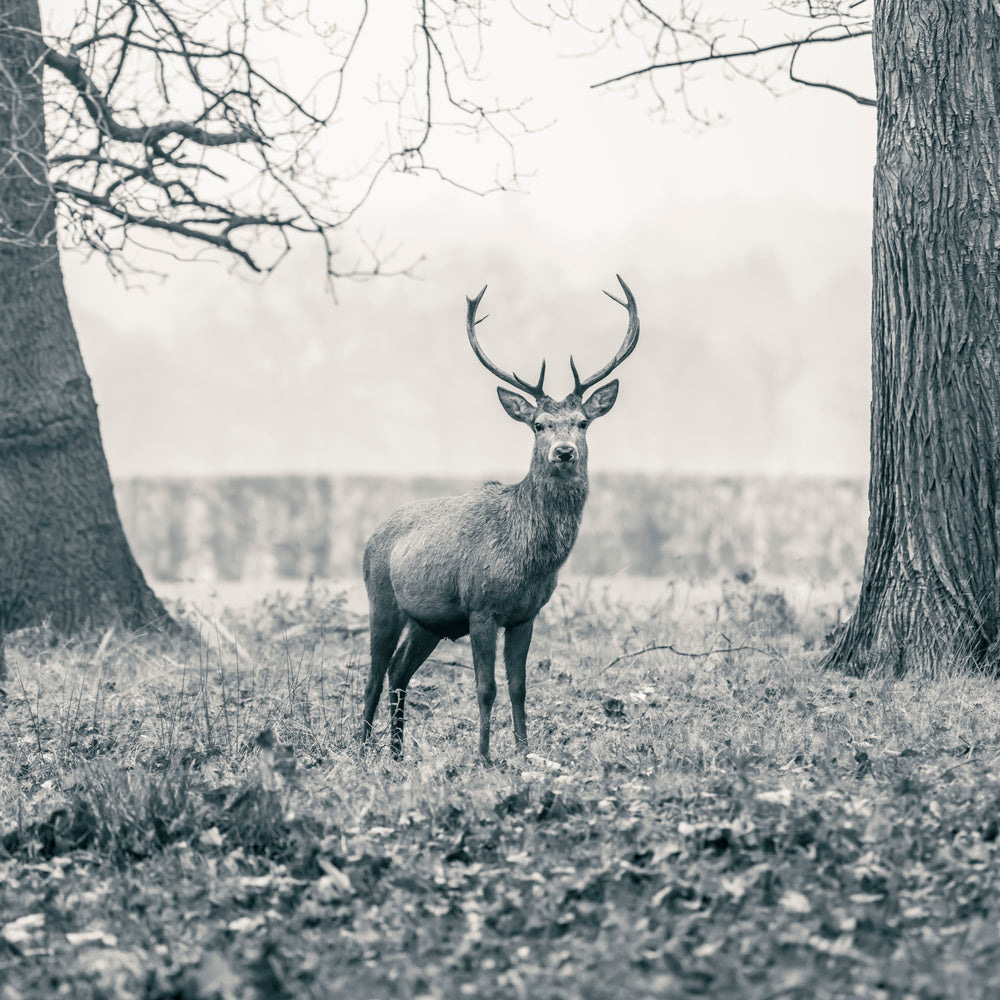 Stag in the forest
