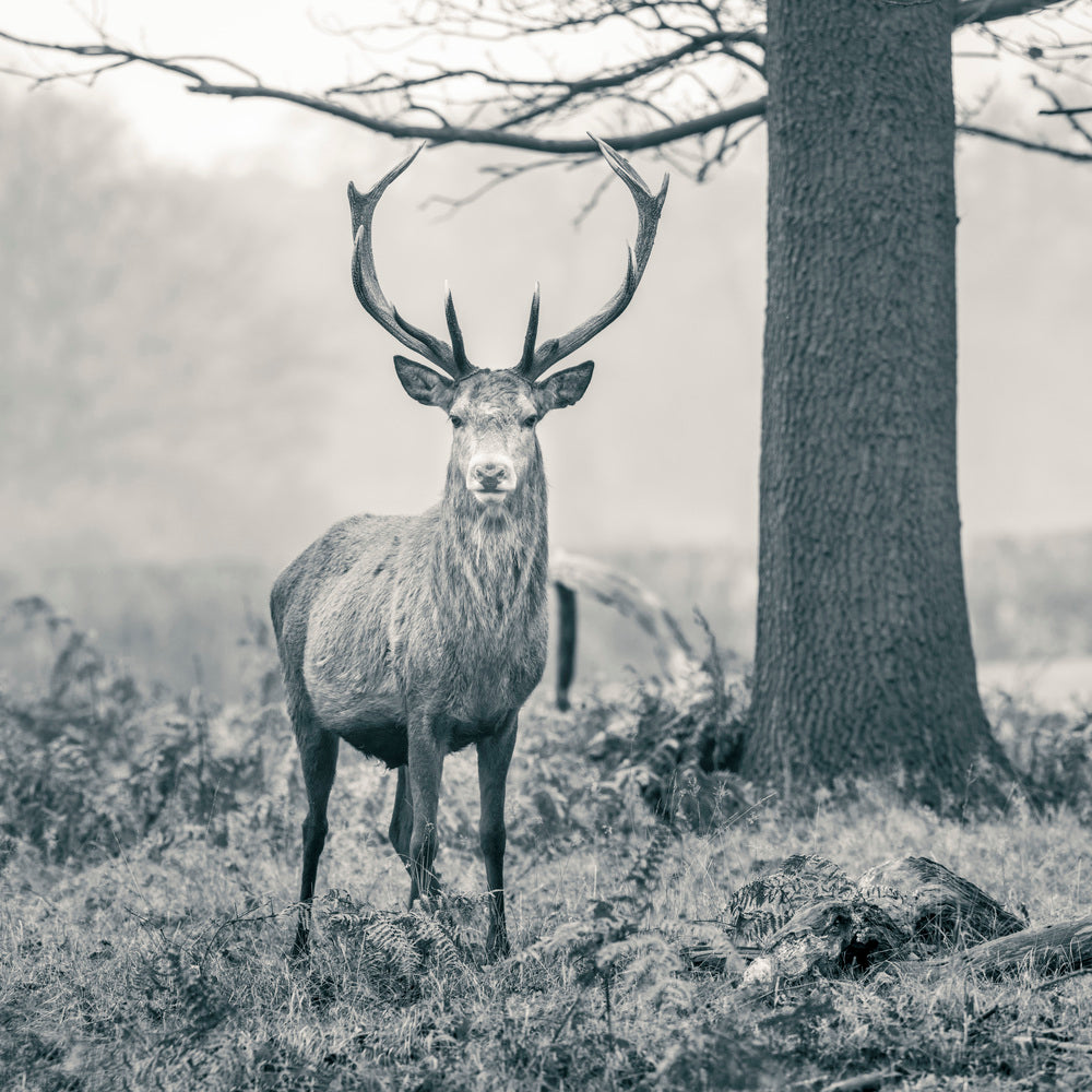 Stag in the forest #2