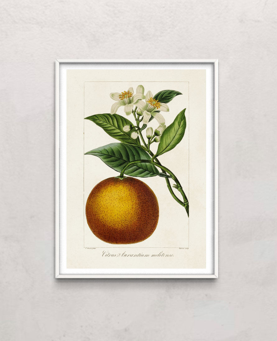 Antique Citrus Fruit I