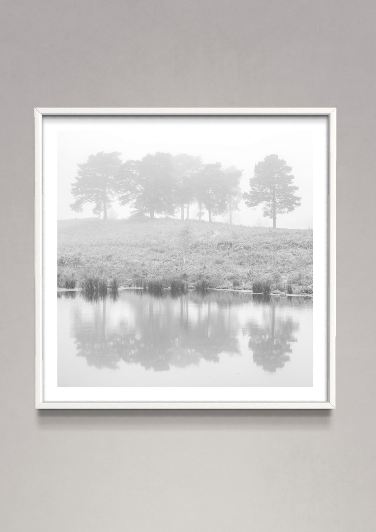 Misty Pine trees lake reflection