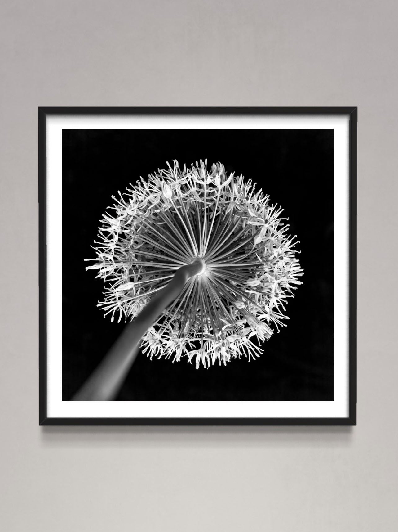 Allium flower, close-up (B&W)