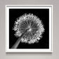 Allium flower, close-up (B&W)