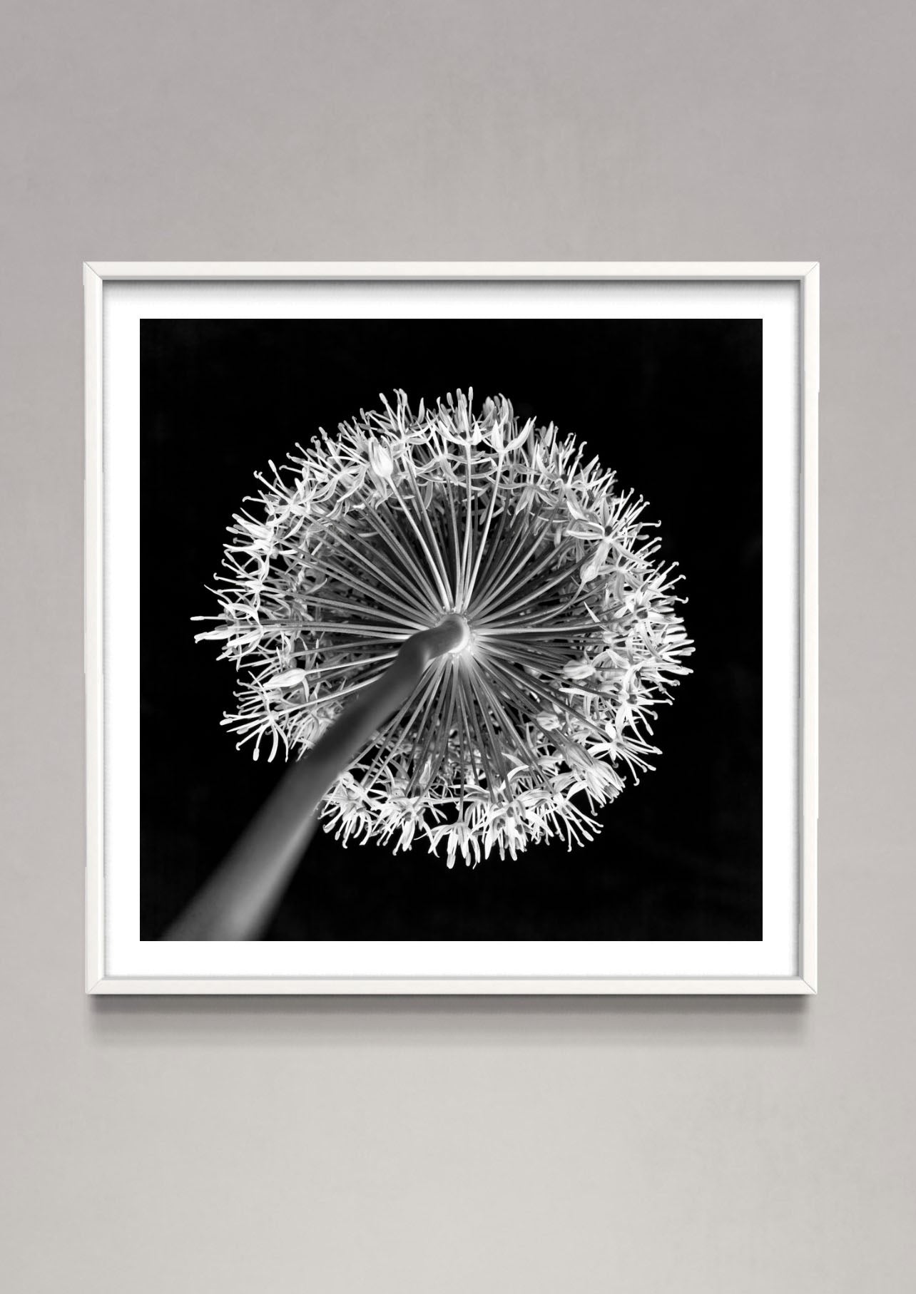 Allium flower, close-up (B&W)