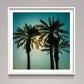 Silhouette of Palm trees, Negev desert, Israel