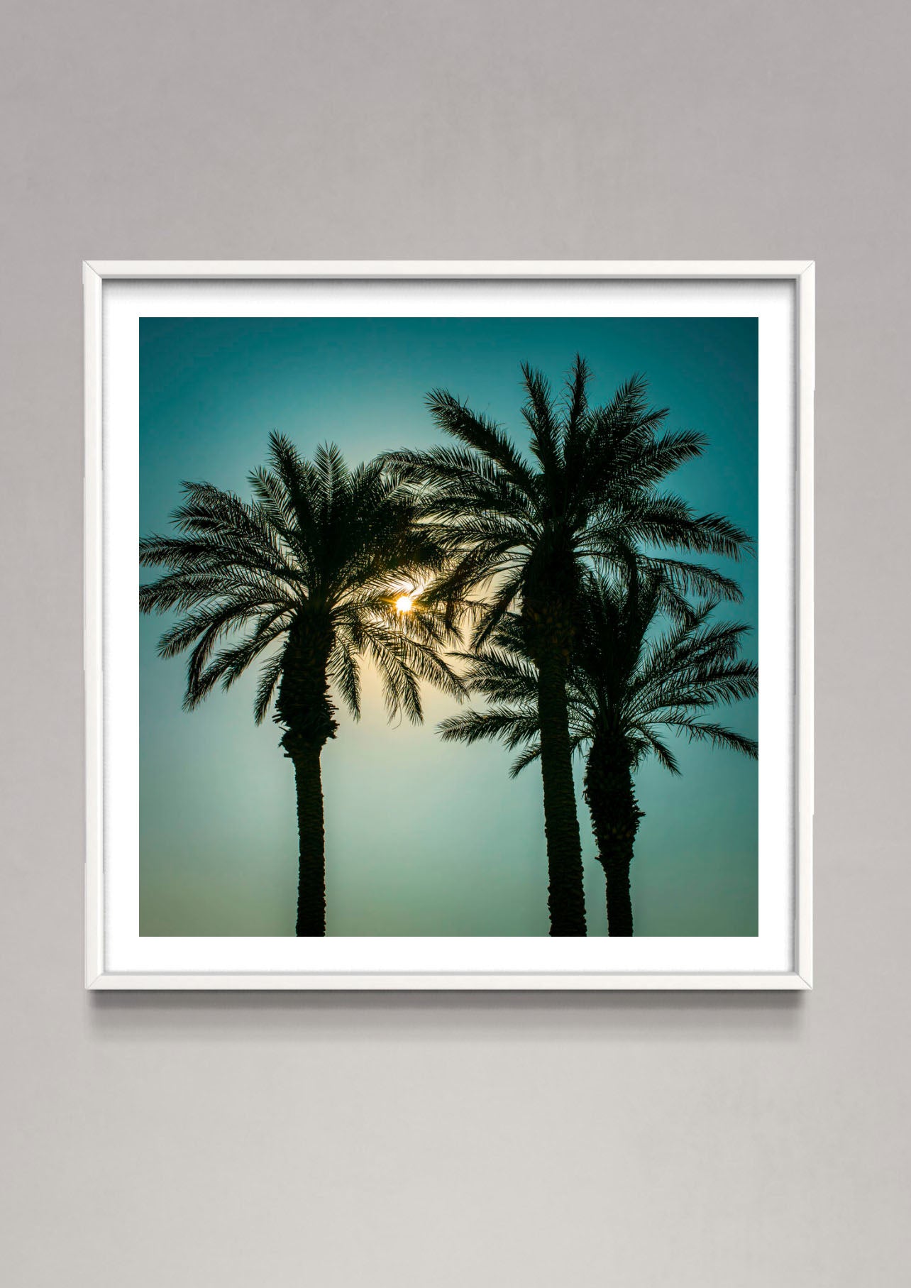 Silhouette of Palm trees, Negev desert, Israel