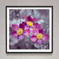 Close-up of Anemone flowers