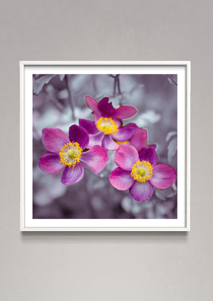 Close-up of Anemone flowers