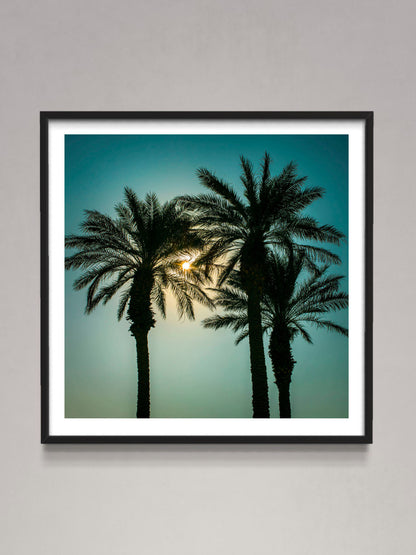 Silhouette of Palm trees, Negev desert, Israel