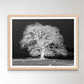 Tree on a hill, black and white