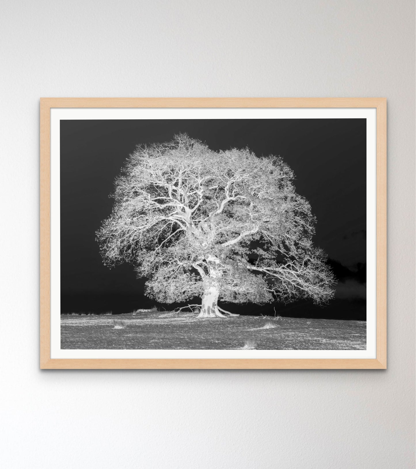 Tree on a hill, black and white