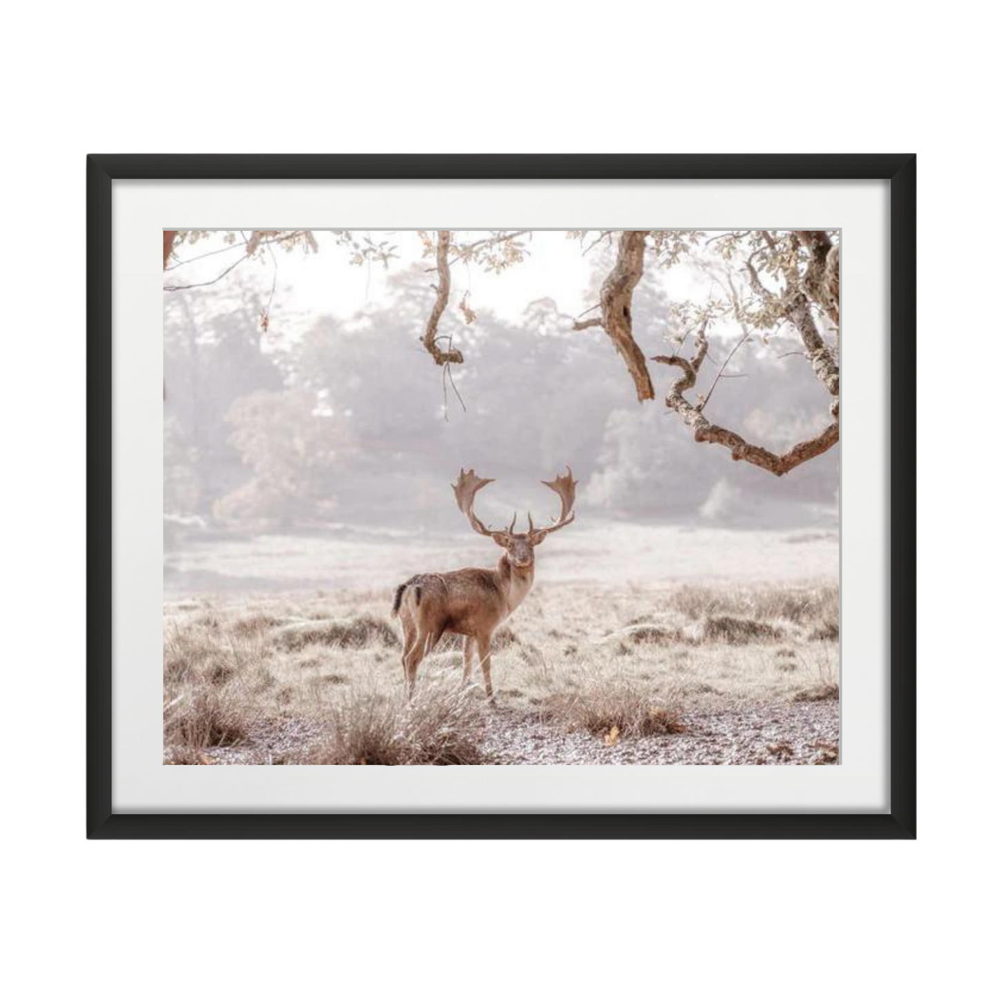 Stag in a field