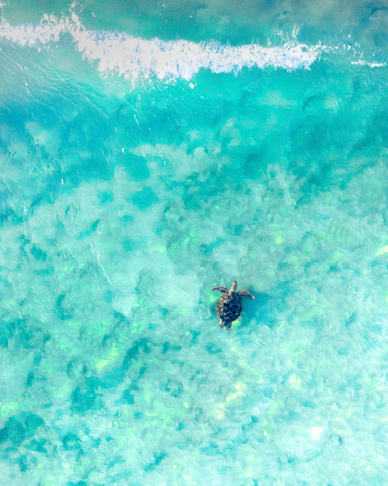 Aerial view of a sea turtle swimming through the blue ocean and wave