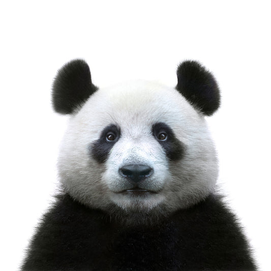 Panda passport
