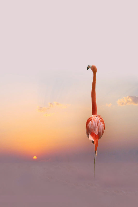 Flamingo Sunset