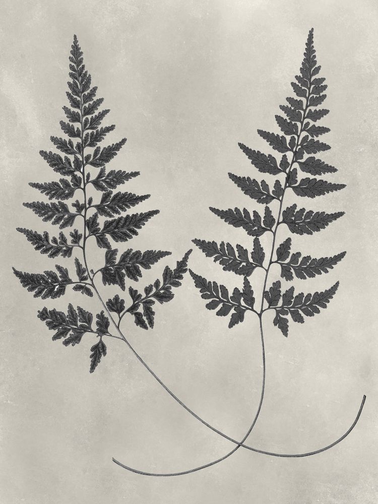 Vintage Fern Study I