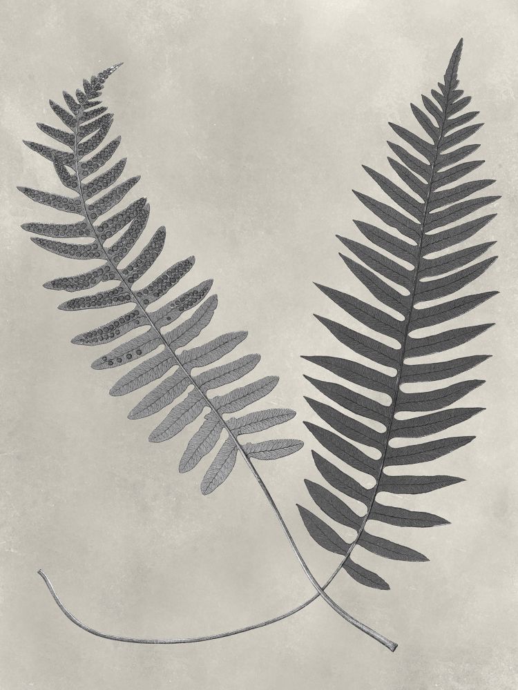 Vintage Fern Study III