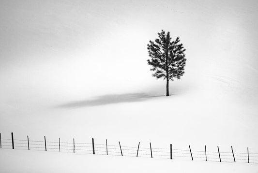 Tree And Fence Bw