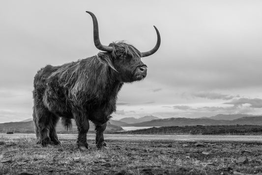 Highland Cows - heilan coos Highlands of Scotland