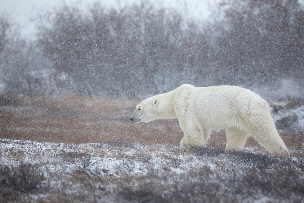 Let it Snow!