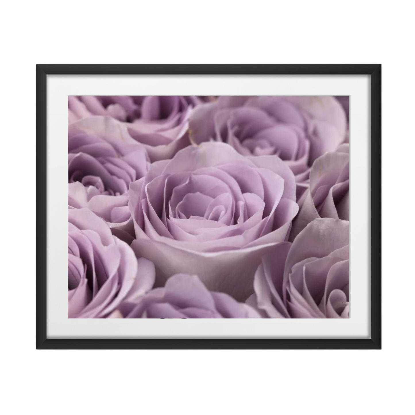 Roses full frame
