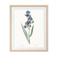Delicate Iris V