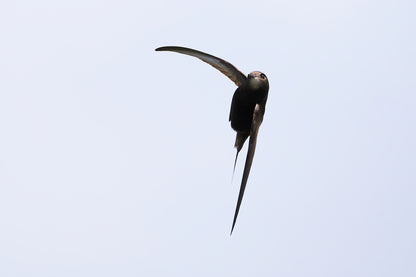 Swift bird in flight