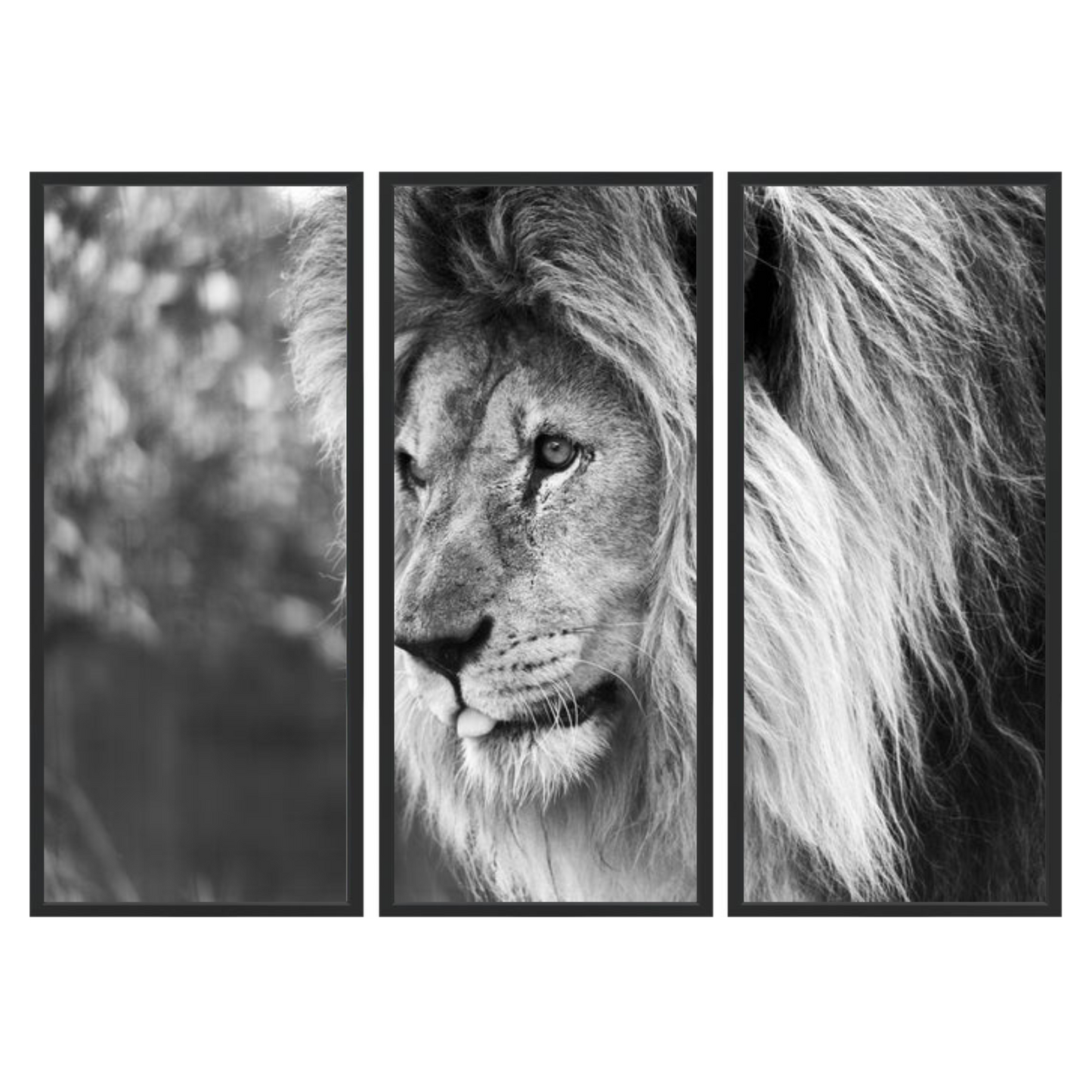 Black and White Panthera Leo Triptych