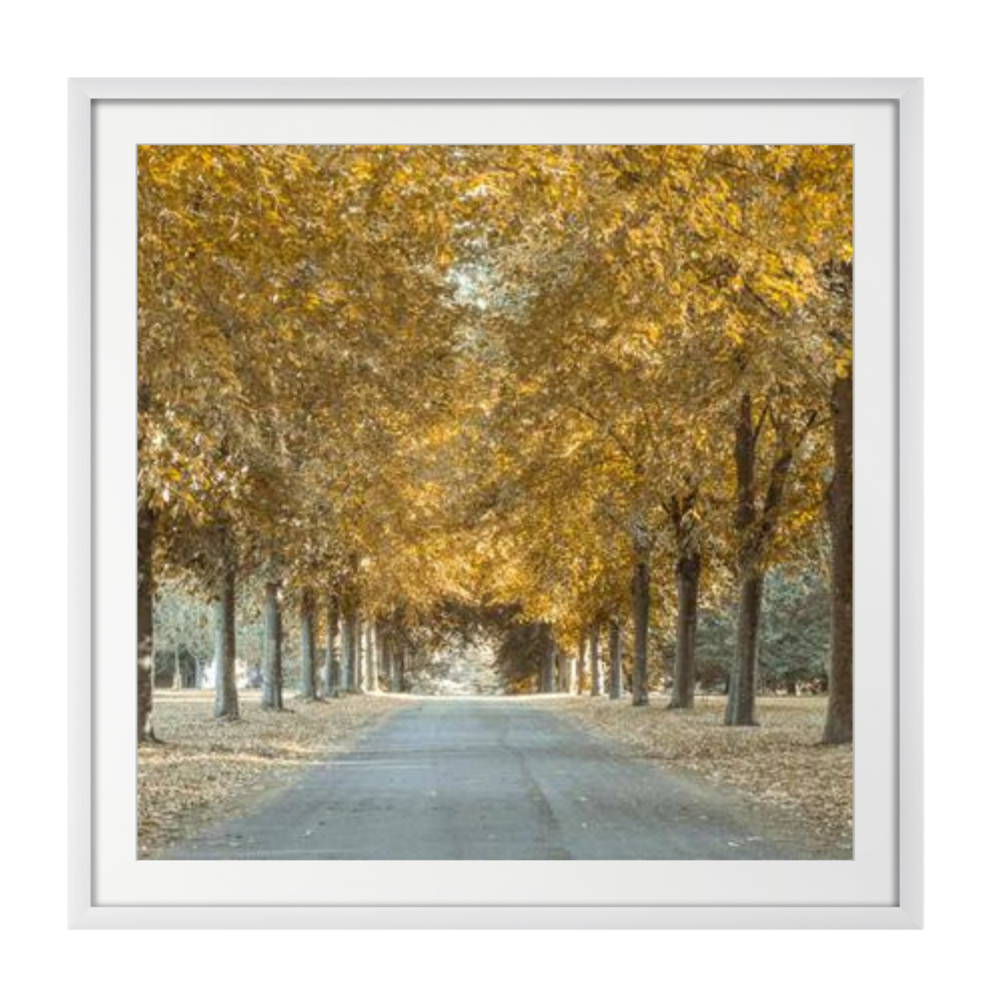 Pathway through trees