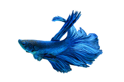 Blue fighting fish