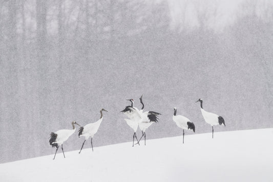 Japanese Cranes