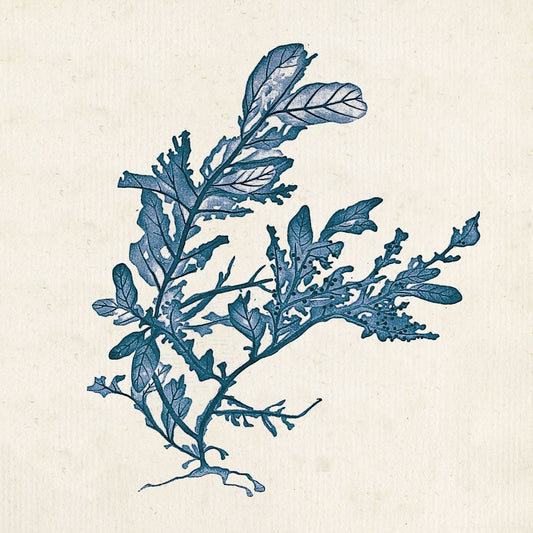 Indigo Algae III