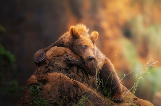 Thoughtful bear